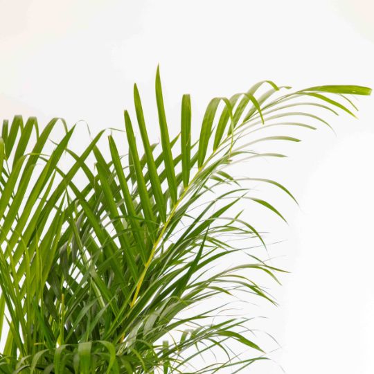 Shop The Areca Palm Flora From Floretly