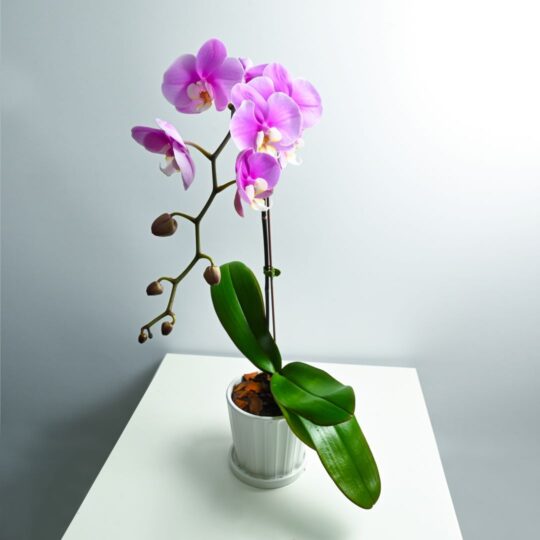 Pink Orchid Phalaenopsis