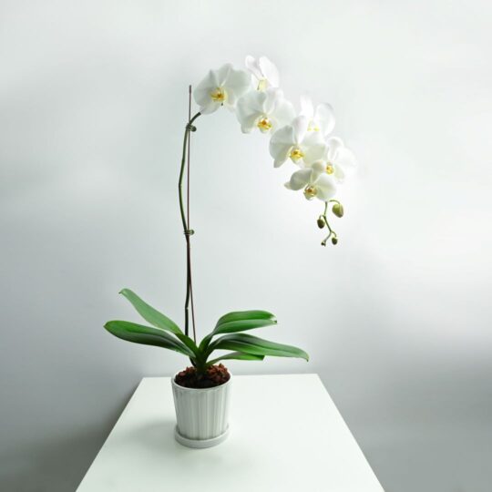 White Orchid Phalaenopsis