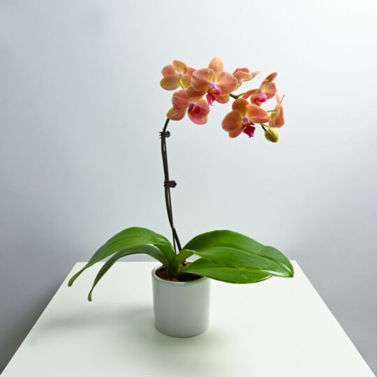Orchid Phalaenopsis Dwarf