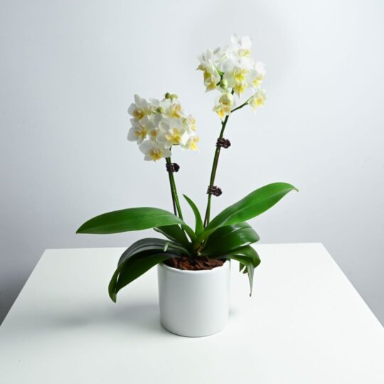 White Orchid Phalaenopsis Dwarf